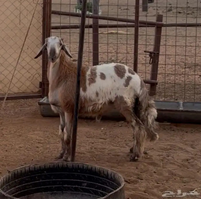 طلي مهجن 2