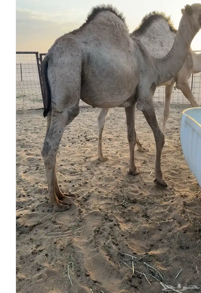 حشو قصب قعدان فاخرة 5