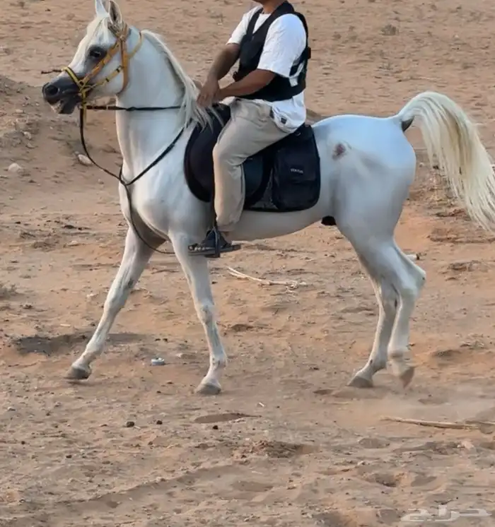 حصان شعبي ركوب جاهز 2