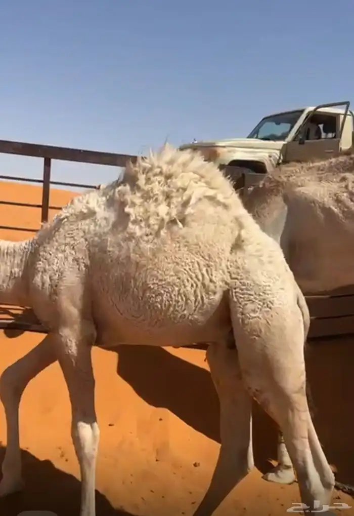 الموقع غرب الحريق 0