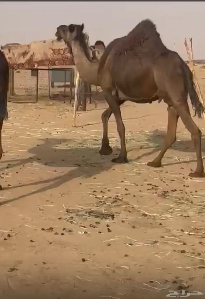 مجهم ملاقي بثالثها شرط 1