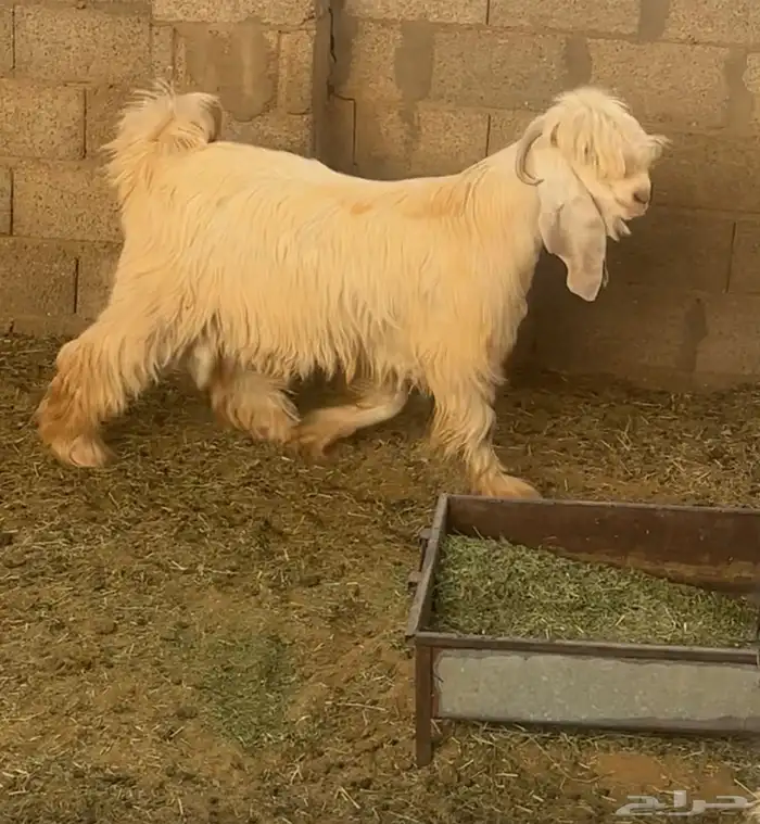 تيس كريمي معرف مشروع فحل فاخر 2