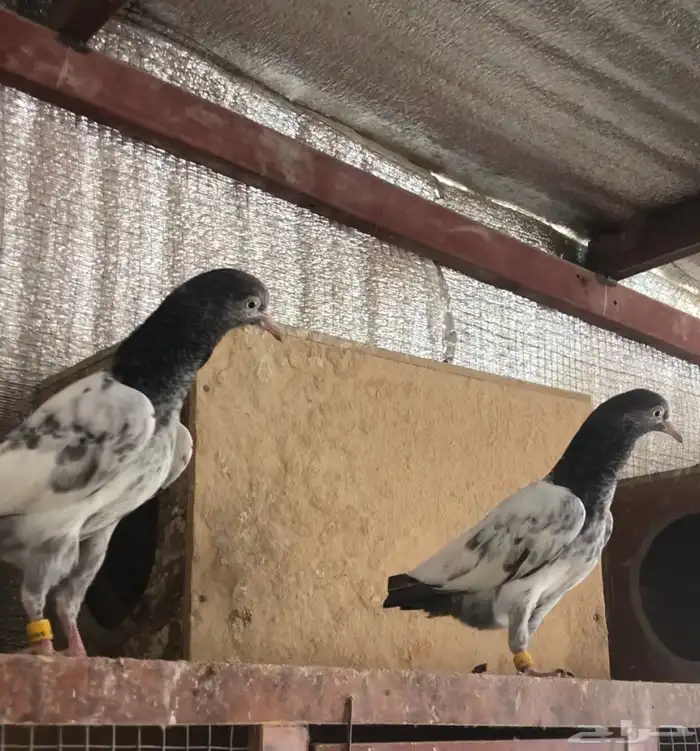 تم البيع طبة بغلا تيدي 0