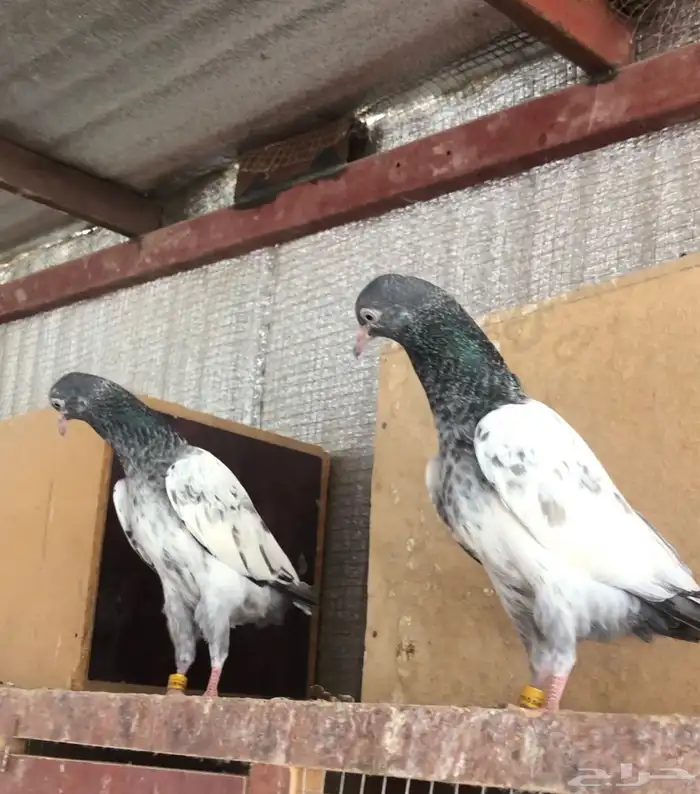 تم البيع طبة بغلا تيدي 6