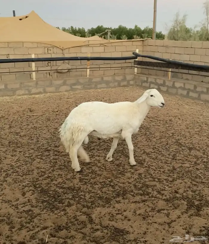 خروف حري مشروط 0