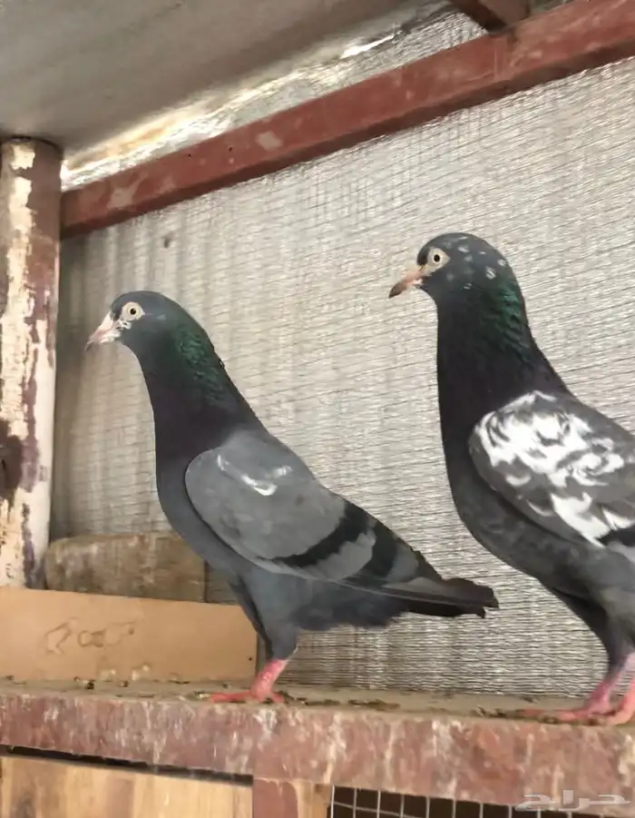 تم البيع تيدي شينا أساس منتج 4