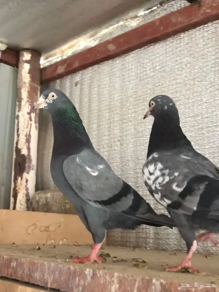 تم البيع تيدي شينا أساس منتج 3