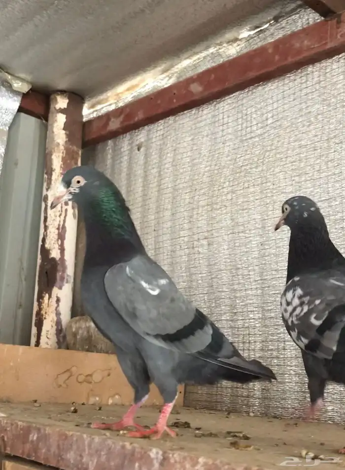 تم البيع تيدي شينا أساس منتج 1