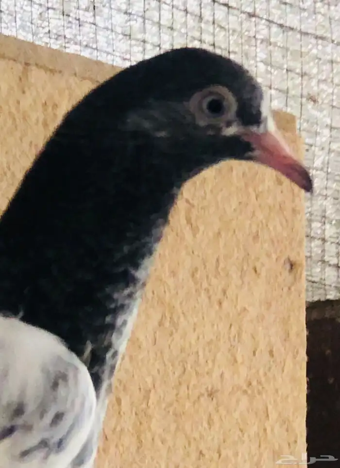 تم البيع طبة بغلا تيدي 1