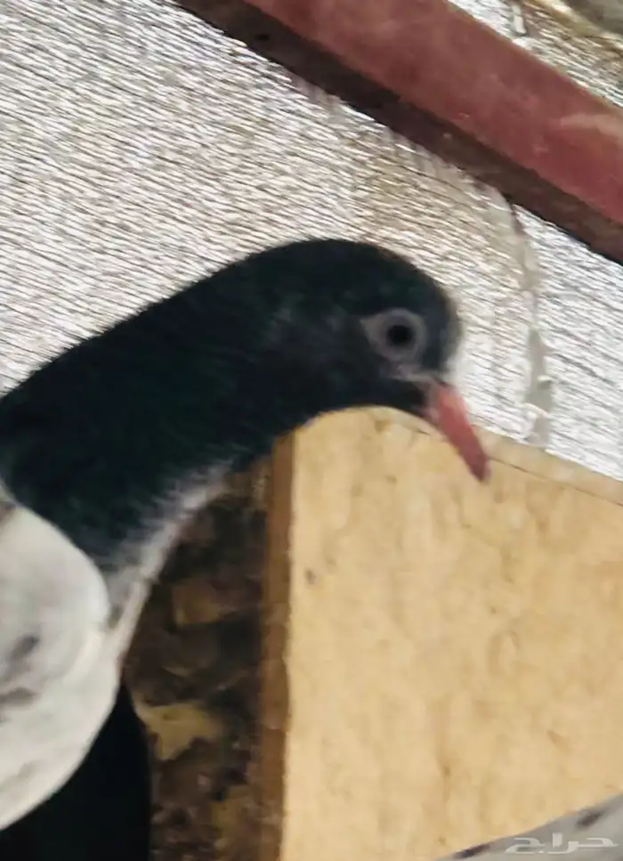 تم البيع طبة بغلا تيدي 5