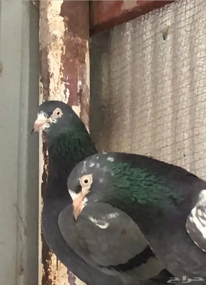 تم البيع تيدي شينا أساس منتج 0