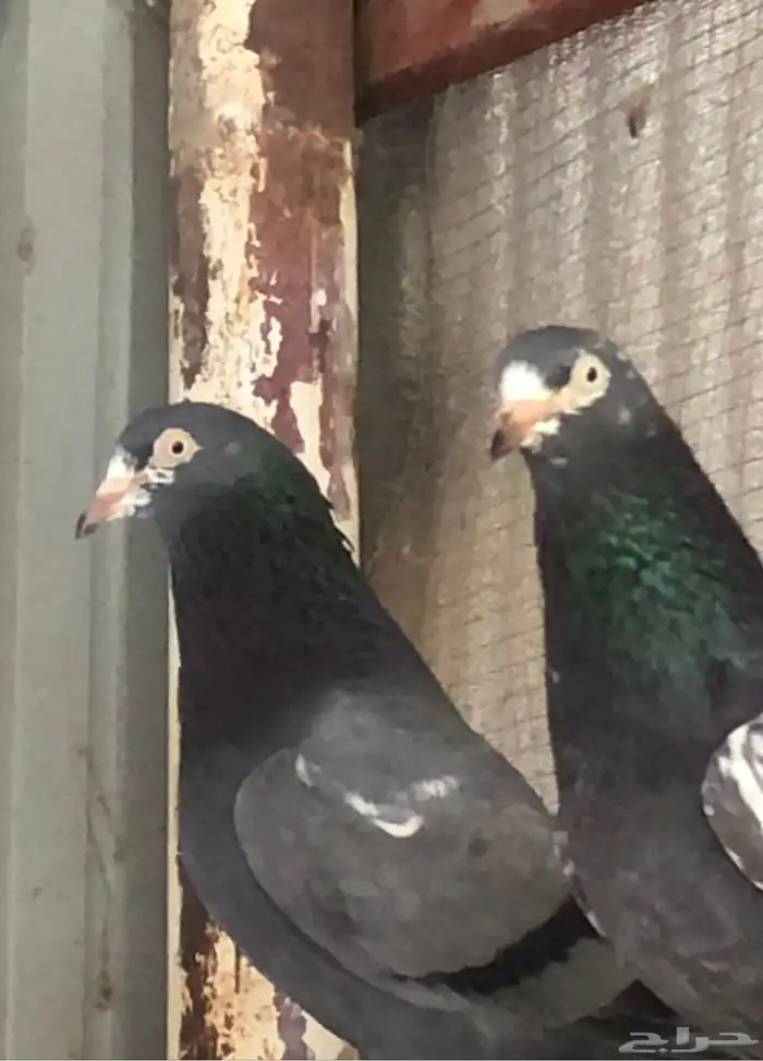 تم البيع تيدي شينا أساس منتج 2