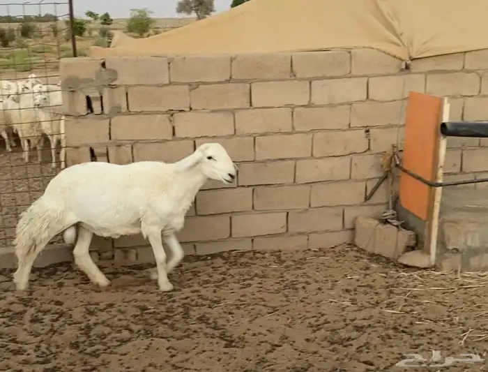 خروف حري مشروط 2