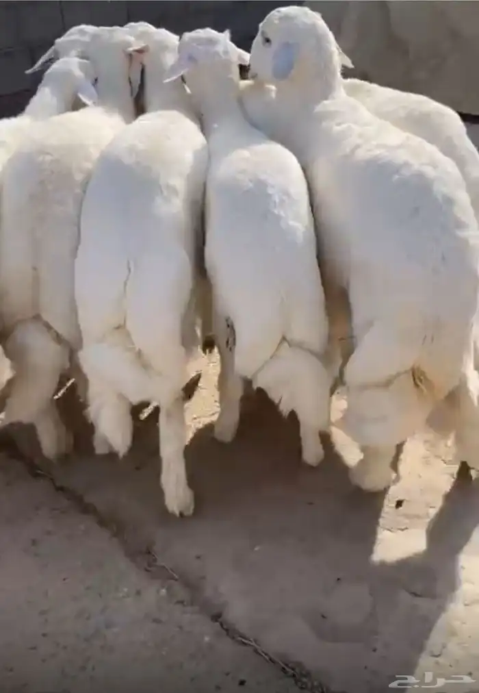 طليان 1