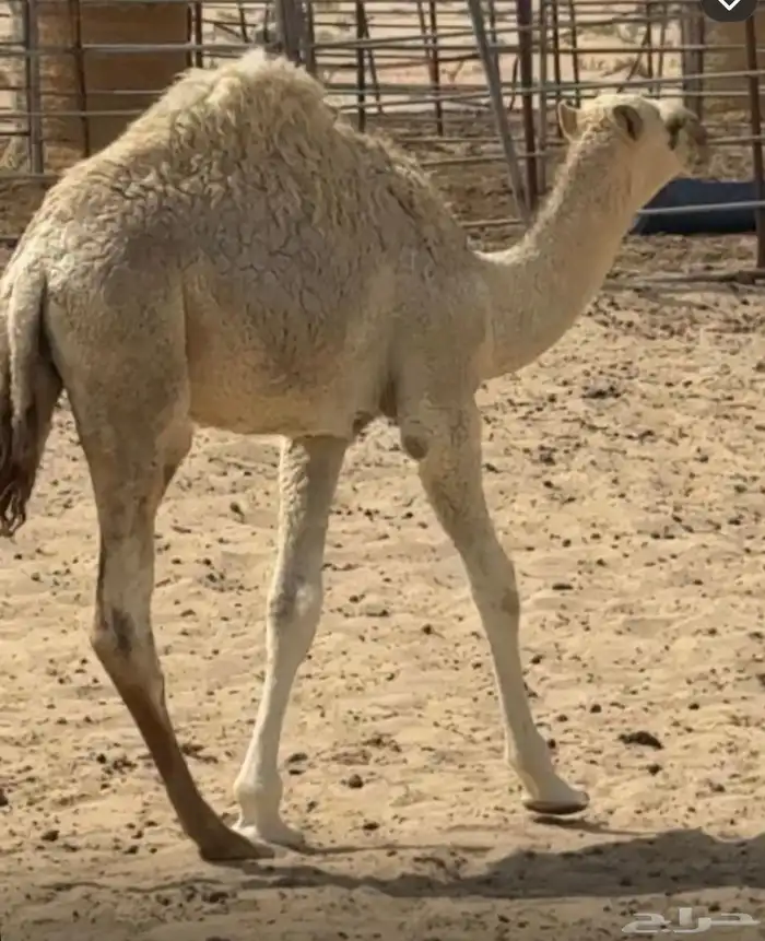 قعود اوضح فل 0