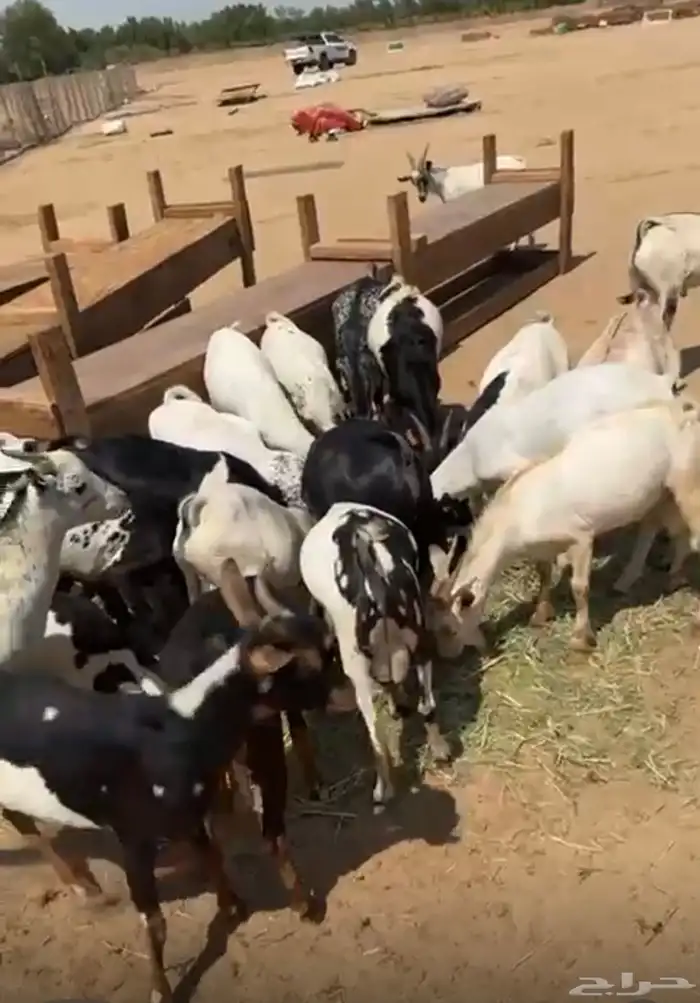 تيوس يمانيه مستورده فل شحم ولحم 2