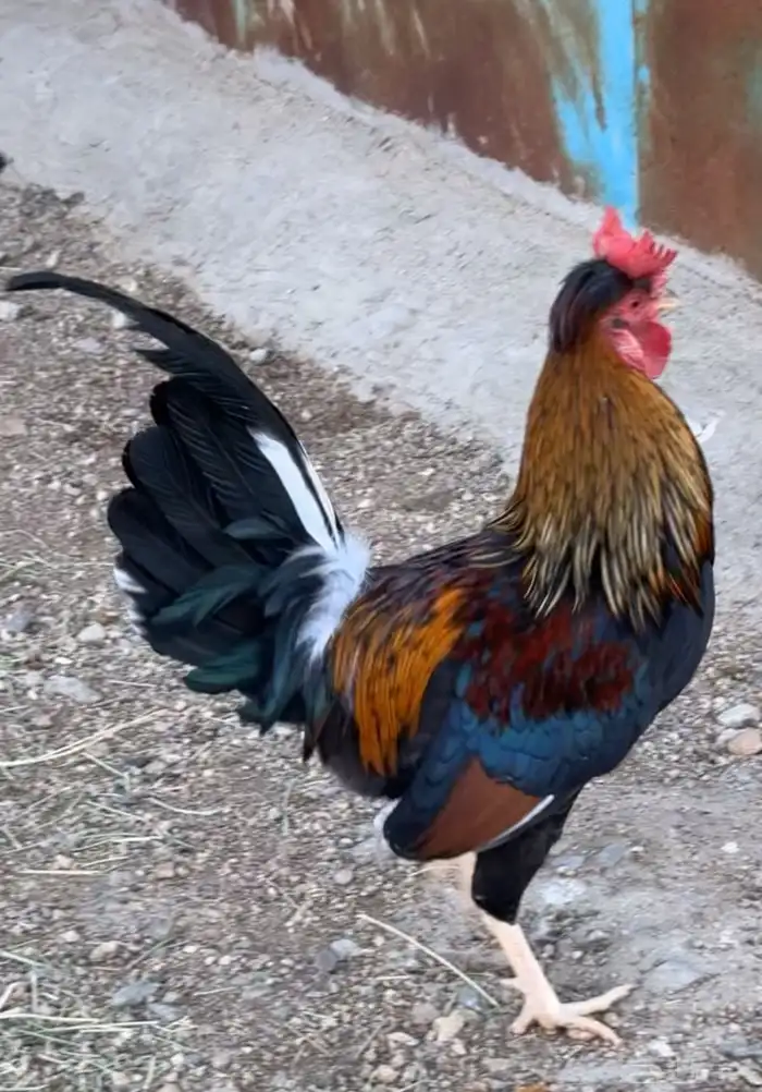 ديك عربي أفرق أكحل أصيل 5