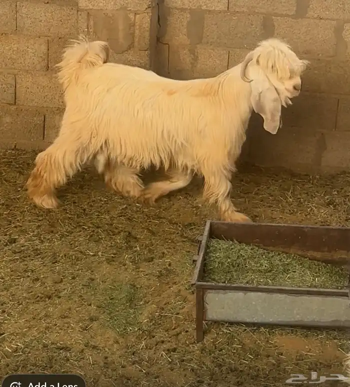 تيس كريمي معرف مشروع فحل فاخر 1