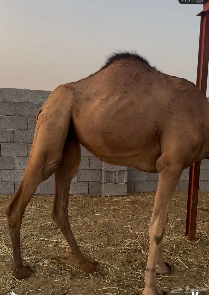 بكره 2