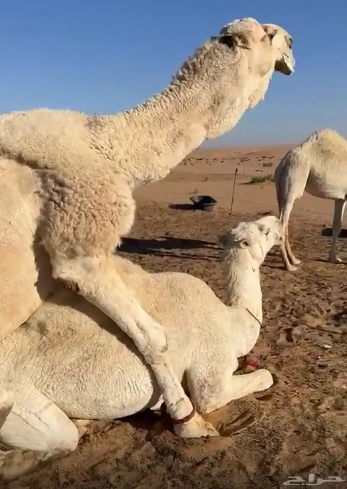 وضحى لقحة لها في اللقاح 10 شهور على رماني 5