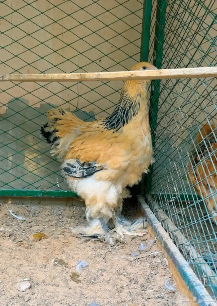 براهما بوف فاخر 0