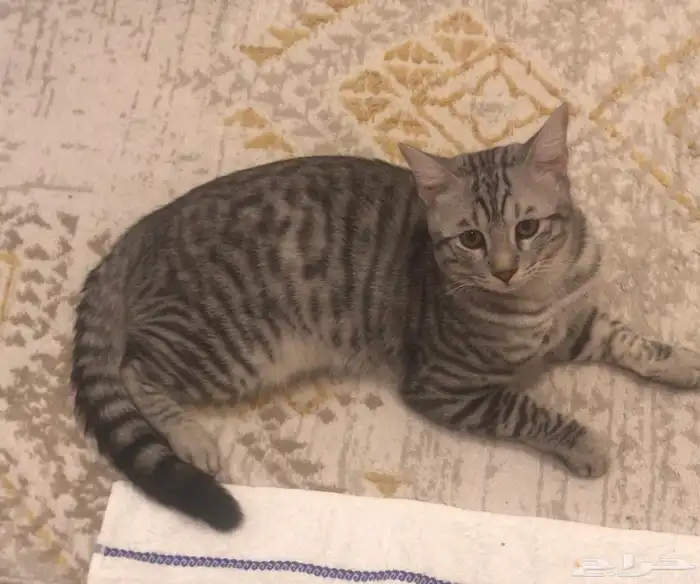 قط للتبني 1