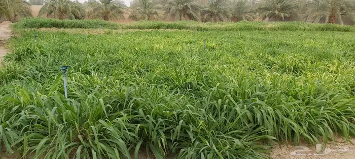 خمسه خرفان نعيمي فل الفل المنطقه الشرقيه أبقيق هجرة صلاصل 8