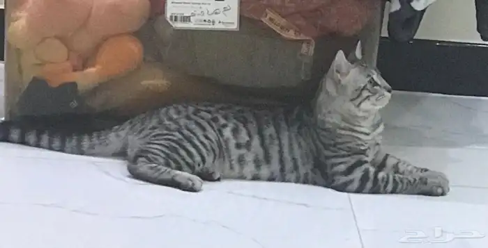 قط للتبني 0