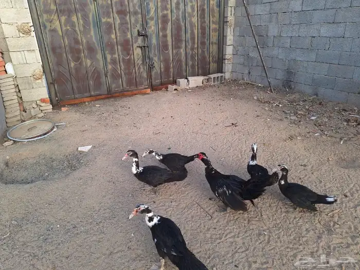 بط مصري للبيع جمله 0