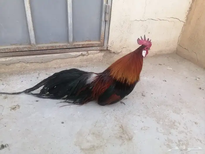 حمام -دجاج -نادره خميس مشيط 4