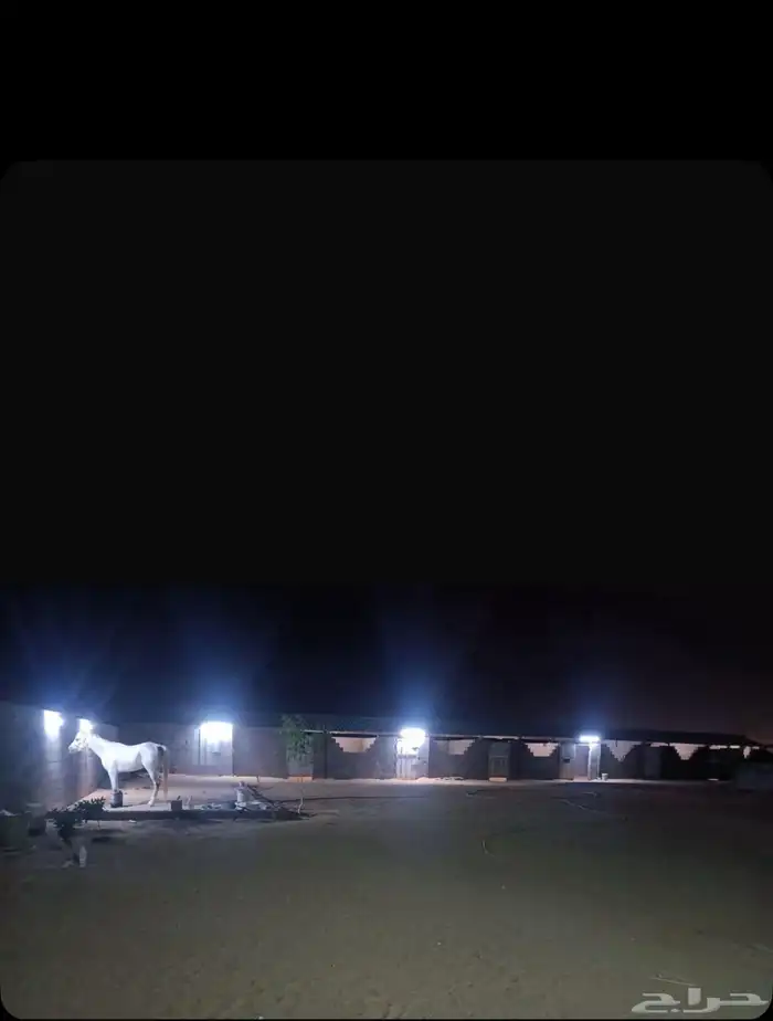 اسطبل للبيع 4