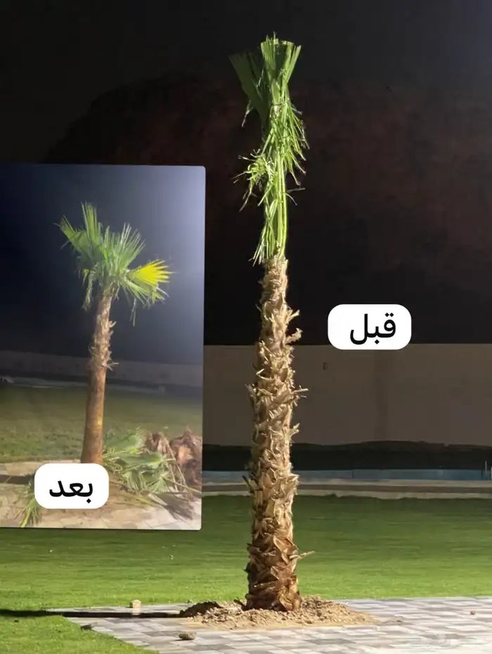 نخيل واشنطونيا للبيع بجميع انواع المقاسات لتواصل 0