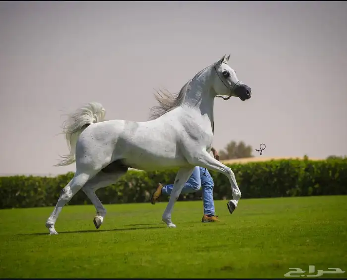 مهرة للقاح ع العالمي دي مراكش 0