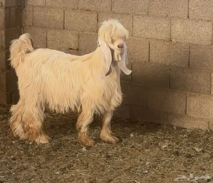 تيس كريمي معرف مشروع فحل فاخر 0