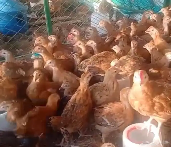 حضيرة كاملة صوص دجاج فرنسي احمر كلومبي ضخم تصفية آخر مجموعة 3