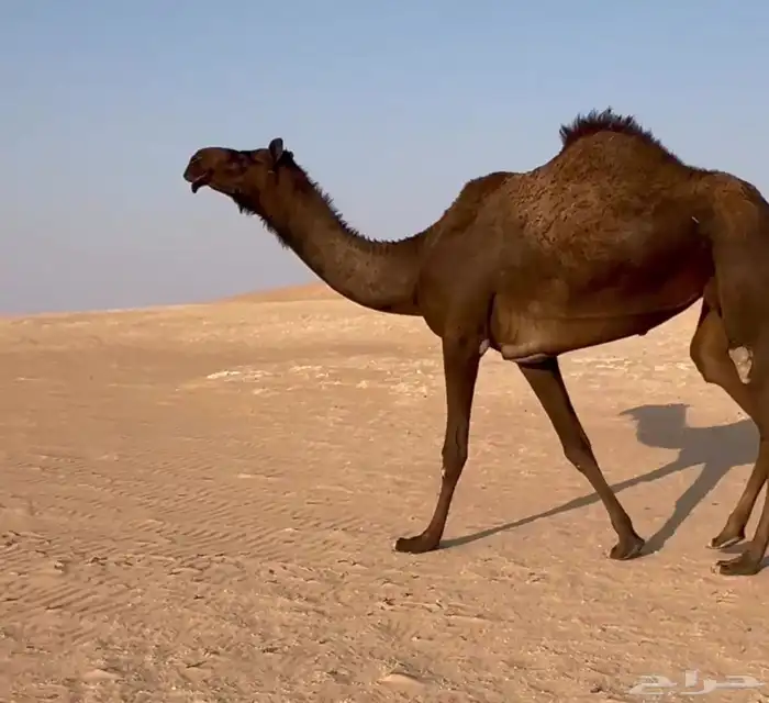 عشرا معزول حاشيها مجهم بكر 1