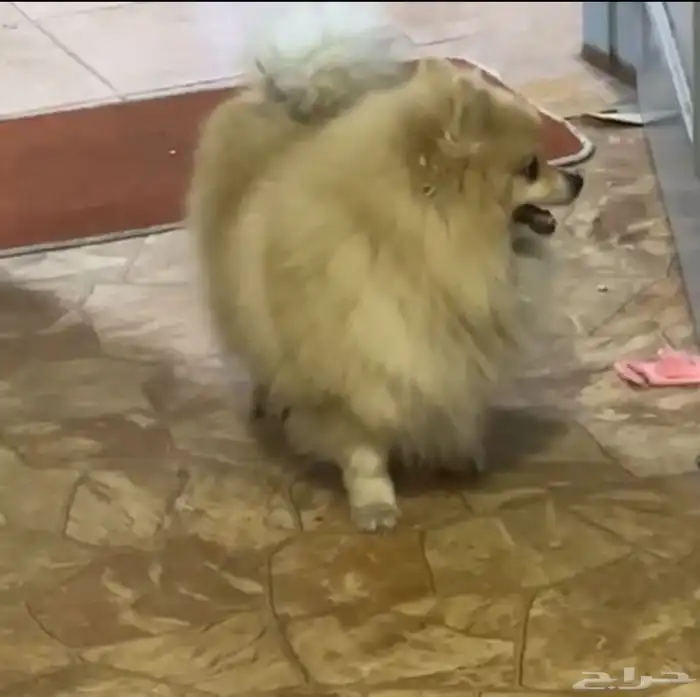 كلب انثى بومرينيان 2