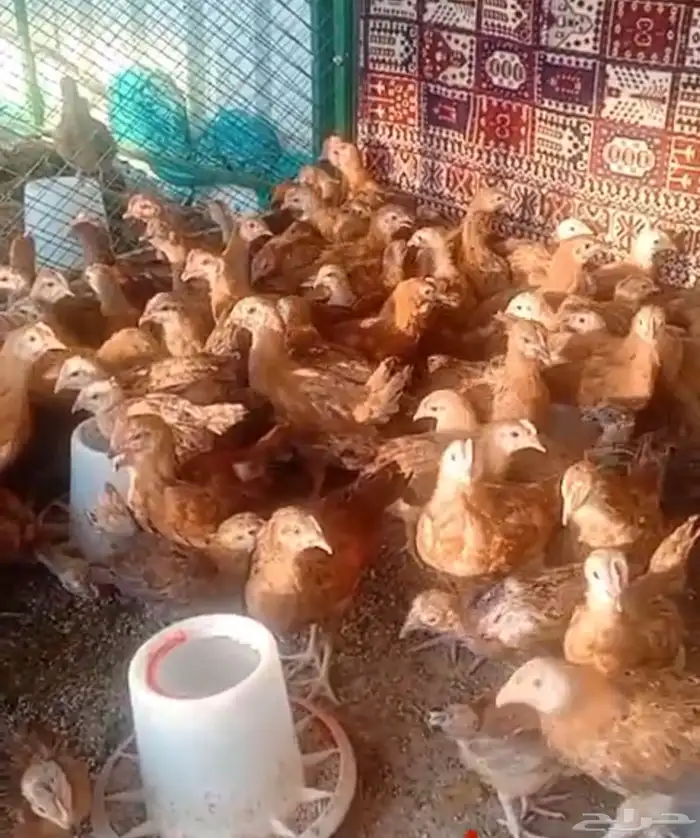حضيرة كاملة صوص دجاج فرنسي احمر كلومبي ضخم تصفية آخر مجموعة 0