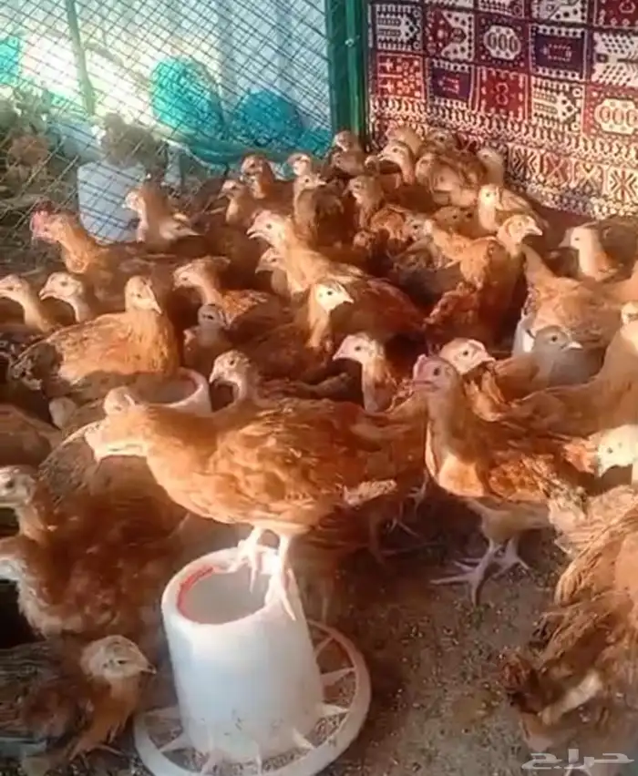 حضيرة كاملة صوص دجاج فرنسي احمر كلومبي ضخم تصفية آخر مجموعة 1