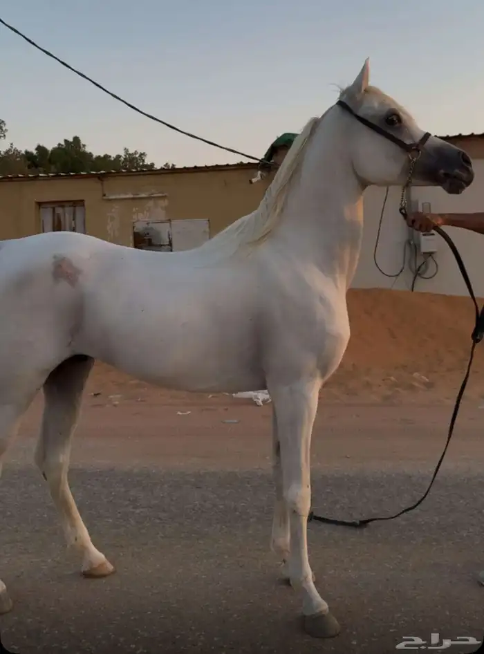 حصان شعبي ركوب جاهز 0