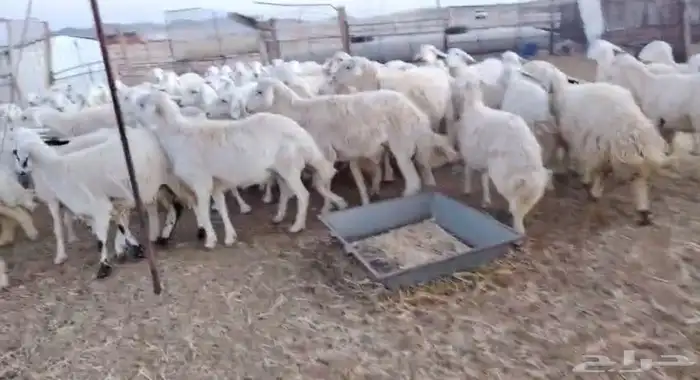 غنم حريات للبيع 2
