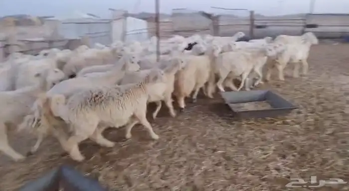 غنم حريات للبيع 4