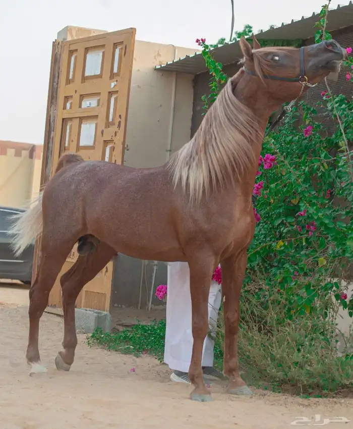 حصان عربي مصري 0