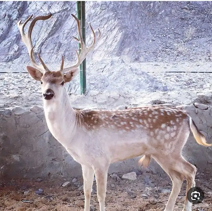 فلودير 0