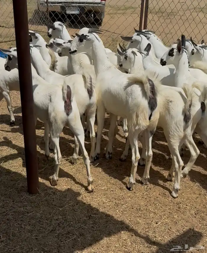 جفار بيشيات صنف 3