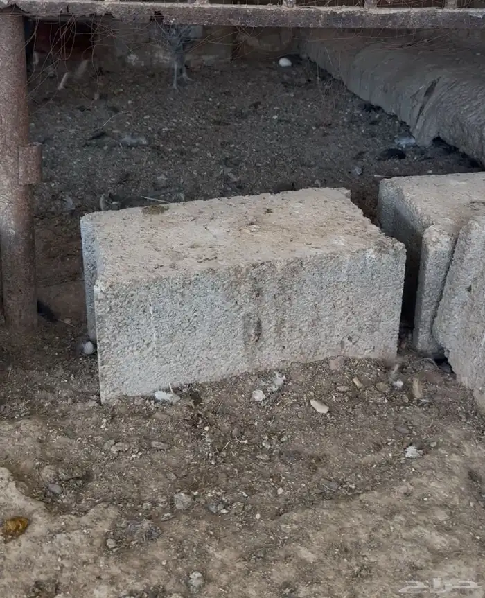 دجاج 1