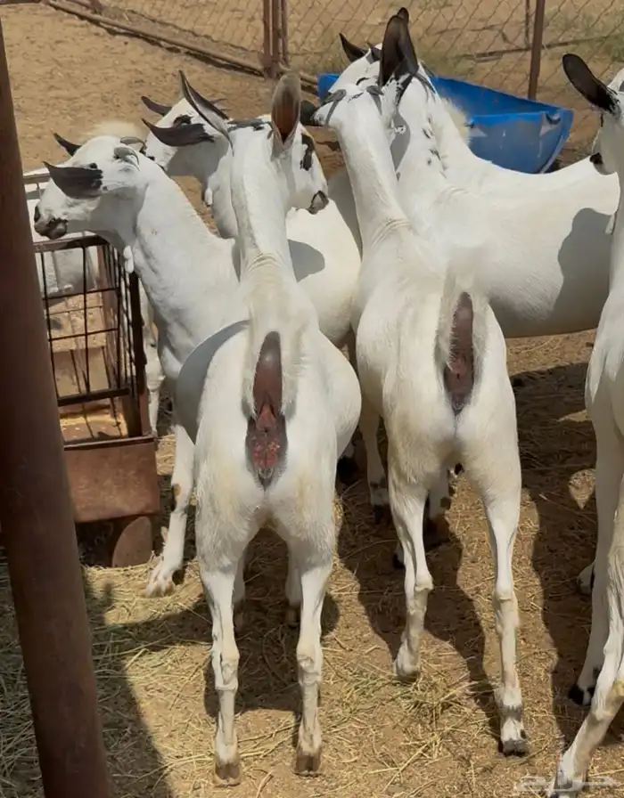 جفار بيشيات صنف 0