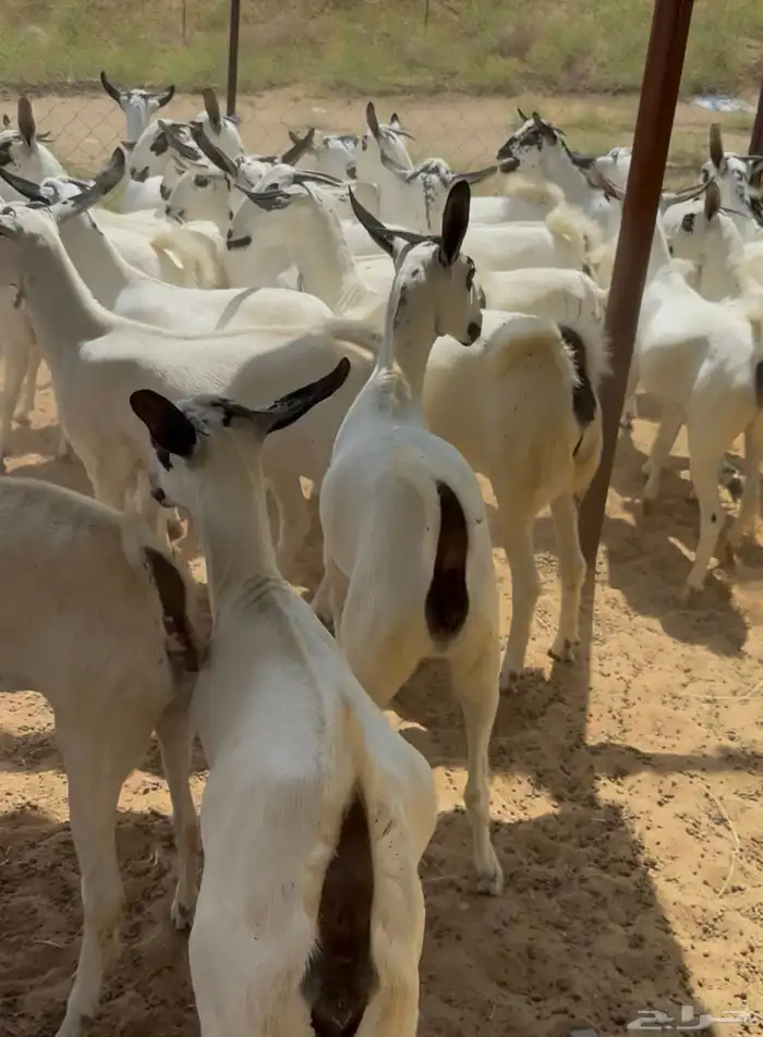 جفار بيشيات صنف 4