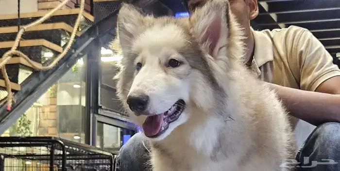 جراوي ألاسكا مالموت إناث 0