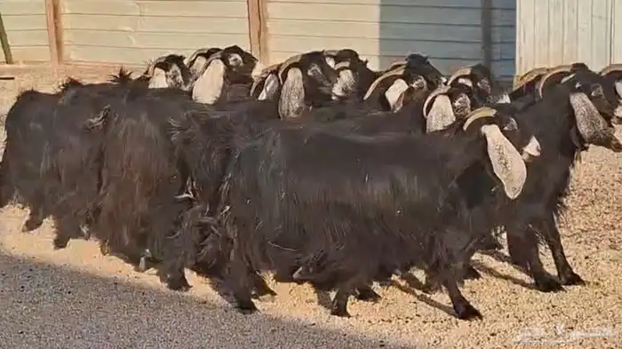 مراح عوارض طيبه العدد 20 5